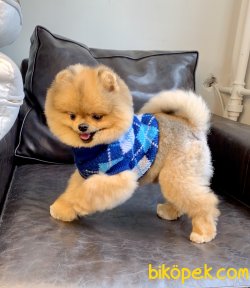 Pomeranian Boo Teddy Bear SECERELİ Eğitimi Asilari Tam 2