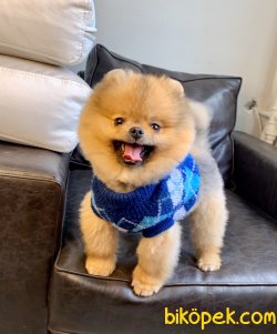 Pomeranian Boo Teddy Bear SECERELİ Eğitimi Asilari Tam 4