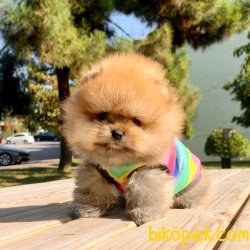 Pomeranian Boo Teddy Bear Secereli Irk Garantili 1