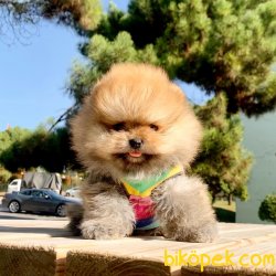 Pomeranian Boo Teddy Bear Secereli Irk Garantili 2