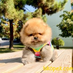 Pomeranian Boo Teddy Bear Secereli Irk Garantili 3