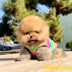 Pomeranian Boo Teddy Bear Secereli Irk Garantili 4