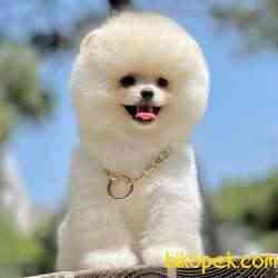 Pomeranian Boo Teddy Bear Suat Yapısına Sahip Nadir Yavrularımız 2