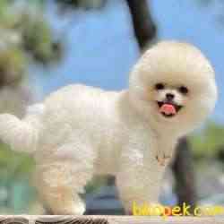 Pomeranian Boo Teddy Bear Suat Yapısına Sahip Nadir Yavrularımız 3
