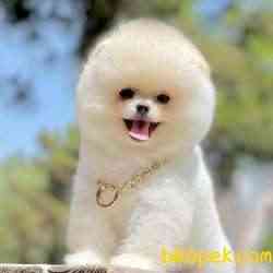 Pomeranian Boo Teddy Bear Suat Yapısına Sahip Nadir Yavrularımız 1