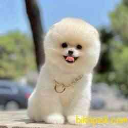 Pomeranian Boo Teddy Bear Suat Yapısına Sahip Nadir Yavrularımız 5