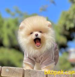Pomeranian Boo Teddy Bear Surat Yavrularımız 4