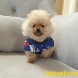 Pomeranian Boo Teddy Bear Yavrular 3