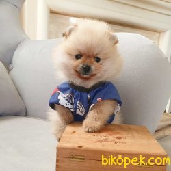 Pomeranian Boo Teddy Bear Yavrular 2