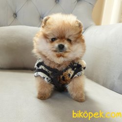 Pomeranian Boo Teddy Bear Yavrular 4