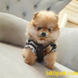 Pomeranian Boo Teddy Bear Yavrular 5