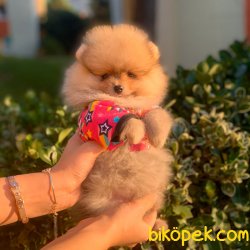 Pomeranian Boo Teddy Bear Yavrular 4