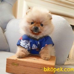 Pomeranian Boo Teddy Bear Yavrular 3