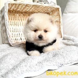 Pomeranian Boo Teddy Bear Yavrular 5