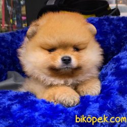Pomeranian Boo Teddy Bear Yavrular 2