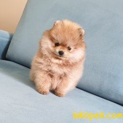 Pomeranian Boo Teddy Bear Yavrular 3