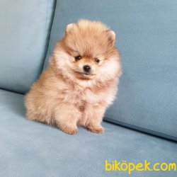 Pomeranian Boo Teddy Bear Yavrular 5