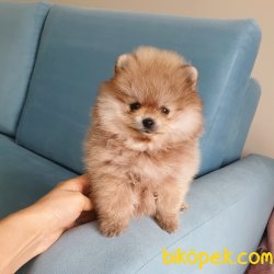 Pomeranian Boo Teddy Bear Yavrular 4