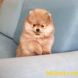 Pomeranian Boo Teddy Bear Yavrular 2