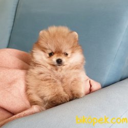 Pomeranian Boo Teddy Bear Yavrular 1