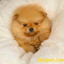 Pomeranian Boo Teddy Bear Yavrular 3