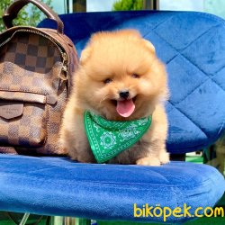 Pomeranian Boo Teddy Bear Yavrular 2