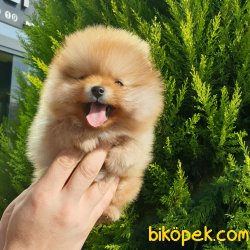 Pomeranian Boo Teddy Bear Yavrular 4