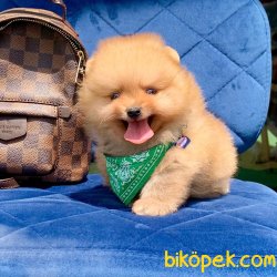 Pomeranian Boo Teddy Bear Yavrular 1