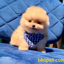 Pomeranian Boo Teddy Bear Yavrular 5