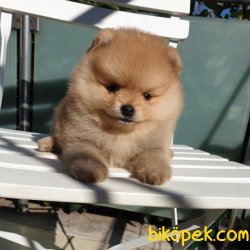 Pomeranian Boo Teddy Bear Yavrular 2