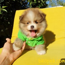 Pomeranian Boo Teddy Bear Yavrular 4