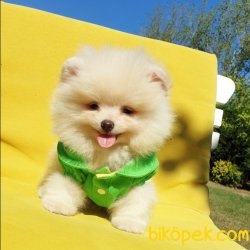 Pomeranian Boo Teddy Bear Yavrular 5