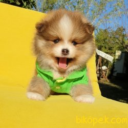 Pomeranian Boo Teddy Bear Yavrular 1
