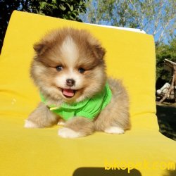 Pomeranian Boo Teddy Bear Yavrular 3