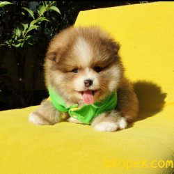 Pomeranian Boo Teddy Bear Yavrular 2