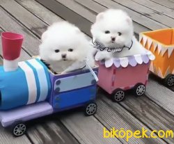Pomeranian Boo Teddy Bear Yavrular 2