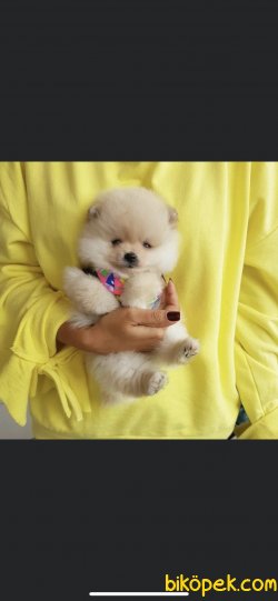 Pomeranian Boo Teddy Bear Yavrular 1
