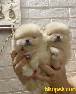 Pomeranian Boo Teddy Bear Yavrular 4