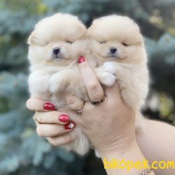 Pomeranian Boo Teddy Bear Yavrular 2