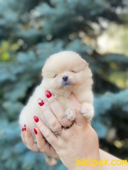 Pomeranian Boo Teddy Bear Yavrular 3