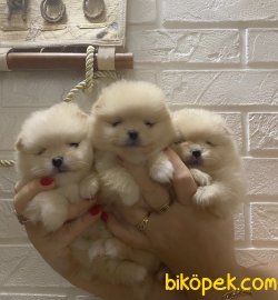 Pomeranian Boo Teddy Bear Yavrular 1