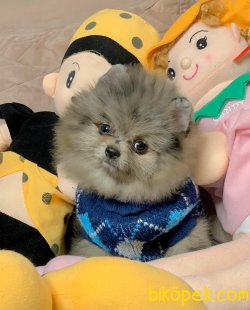 Pomeranian Boo Teddy Bear Yavrular 1
