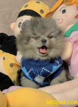 Pomeranian Boo Teddy Bear Yavrular 3