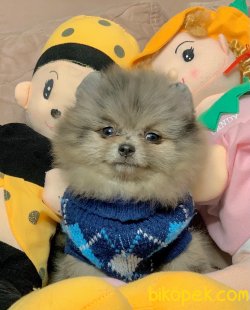 Pomeranian Boo Teddy Bear Yavrular 2