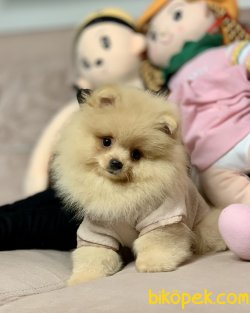 Pomeranian Boo Teddy Bear Yavrular 3