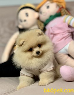 Pomeranian Boo Teddy Bear Yavrular 2
