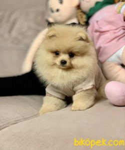 Pomeranian Boo Teddy Bear Yavrular 4