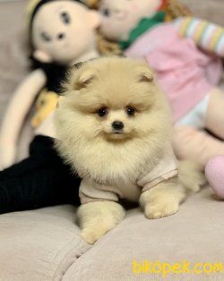 Pomeranian Boo Teddy Bear Yavrular 1