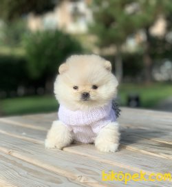 Pomeranian Boo Teddy Bear Yavrular 2