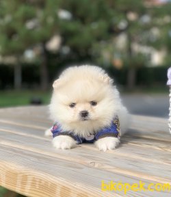 Pomeranian Boo Teddy Bear Yavrular 4